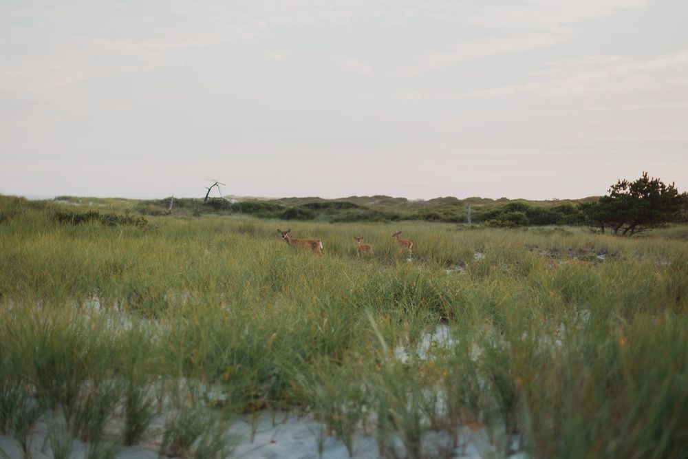 Lush green wetland marsh landscape with tall grass and reflective water during golden hour.
