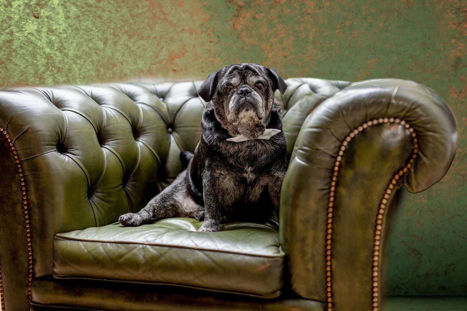 cooles Hundeportrait in Herrchens Lieblingssessel bei den Kunden zu Hause Aurelia Schulz Fotografie