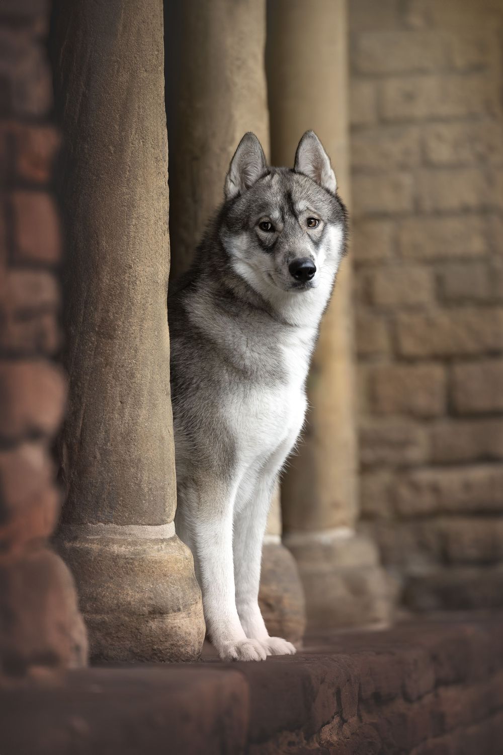 In het prachtige Utrecht stond Olaf, de Agouti Siberian Husky voor mijn lens van de camera. Mooie locatie en geweldige hondenshoot.