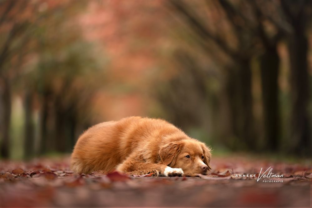 Deze kleuren gaan op in elkaar hond en herfst.