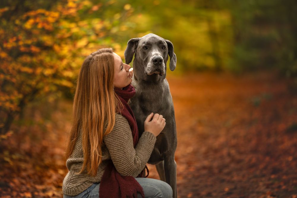 Samen zijn in het bos tijdens de herfstkleuren een professionele hondenshoot, puur en liefdevol