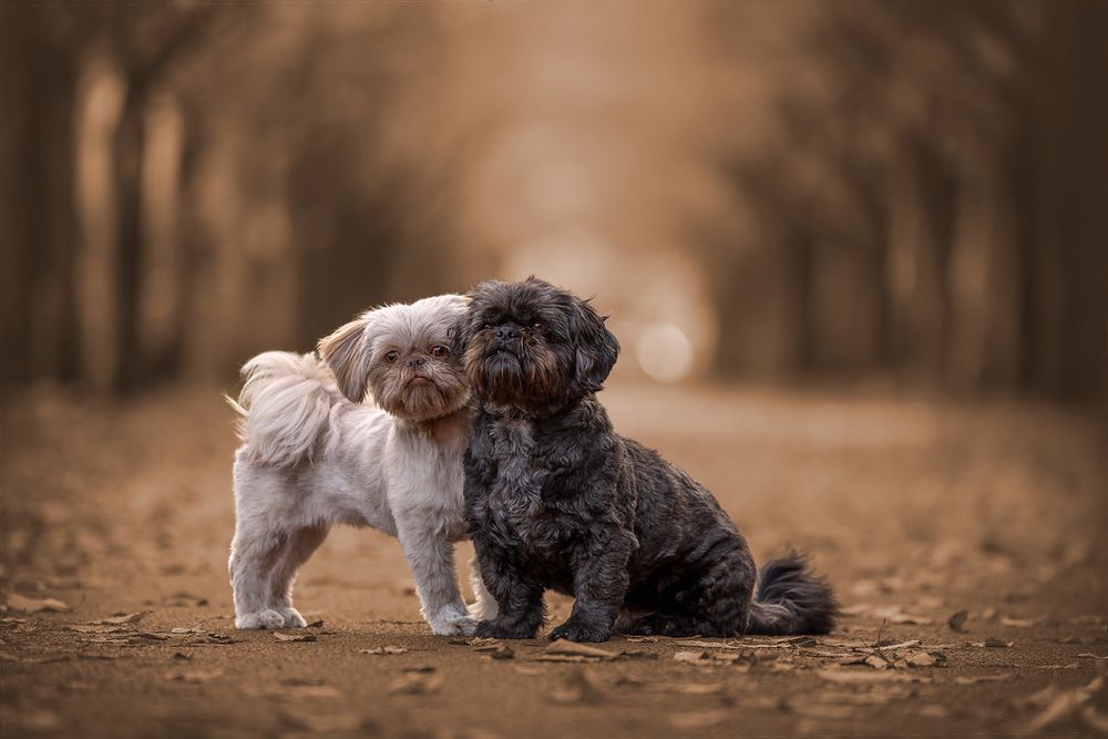 Liefde