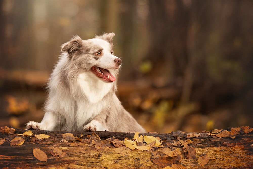 Herfst