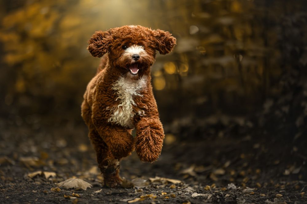 Pip in t bos