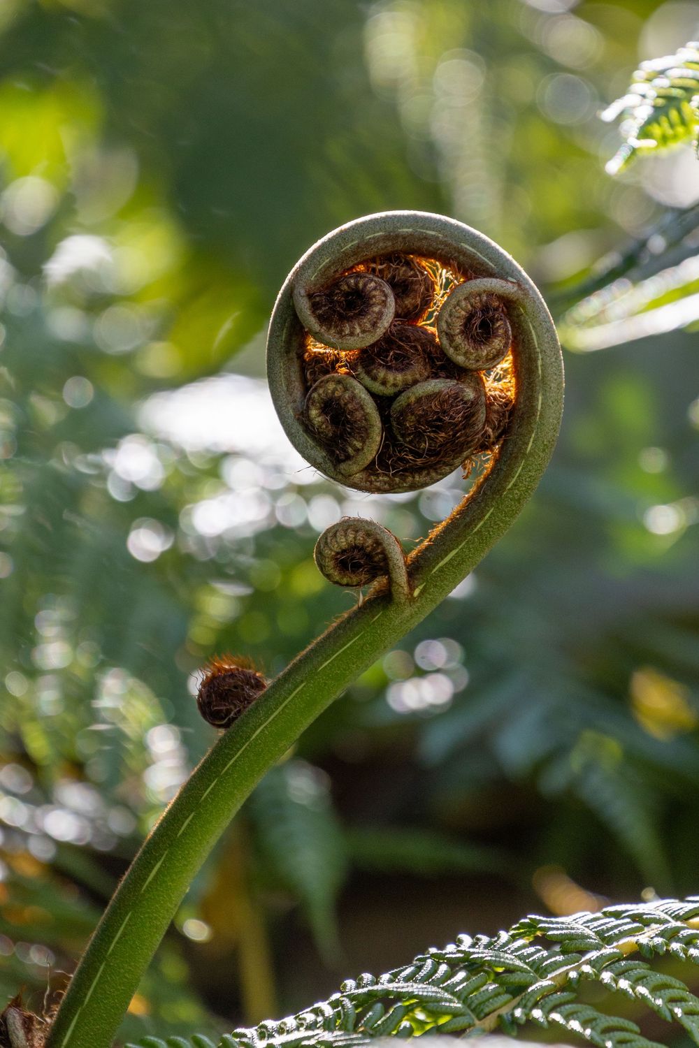 A close-up photograph of an unfurling fern frond showing its spiral structure with brown spores against a blurred green background.