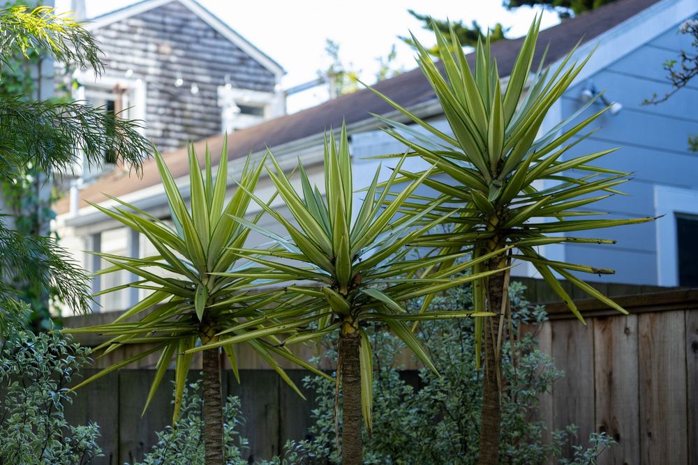 Gray cedar-shingled house exterior with tropical palm plants and landscaping against blue sky.