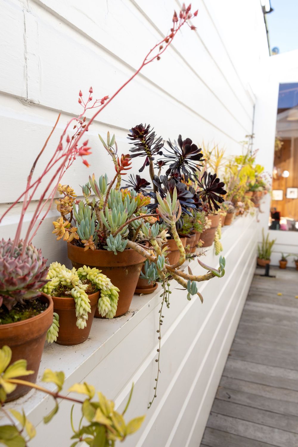 A collection of potted succulents and flowering plants arranged on a white ledge with pink branches extending upward.