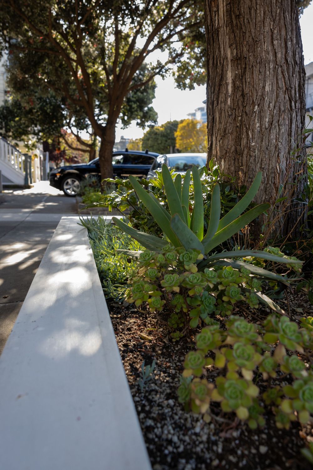 Succulent plants growing along a white concrete curb next to a tree on an urban street.