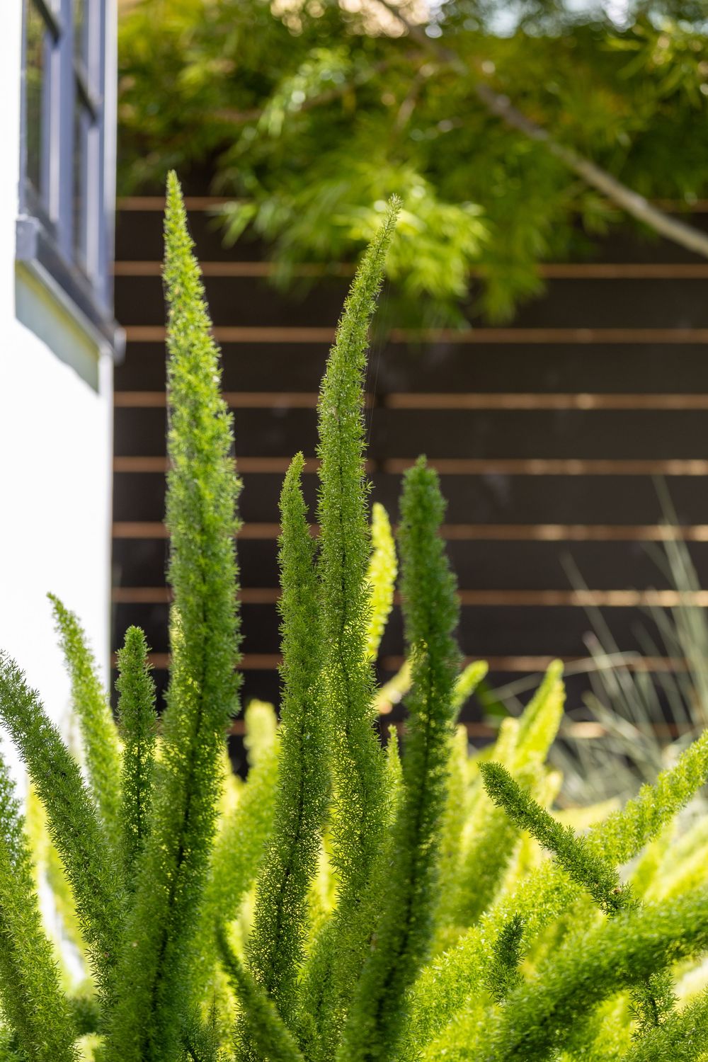 Tall spiky green foxtail ferns catch sunlight against a dark background in a garden setting.