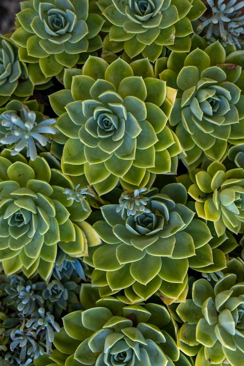 Close-up view of green echeveria succulents showing their symmetrical rosette patterns.