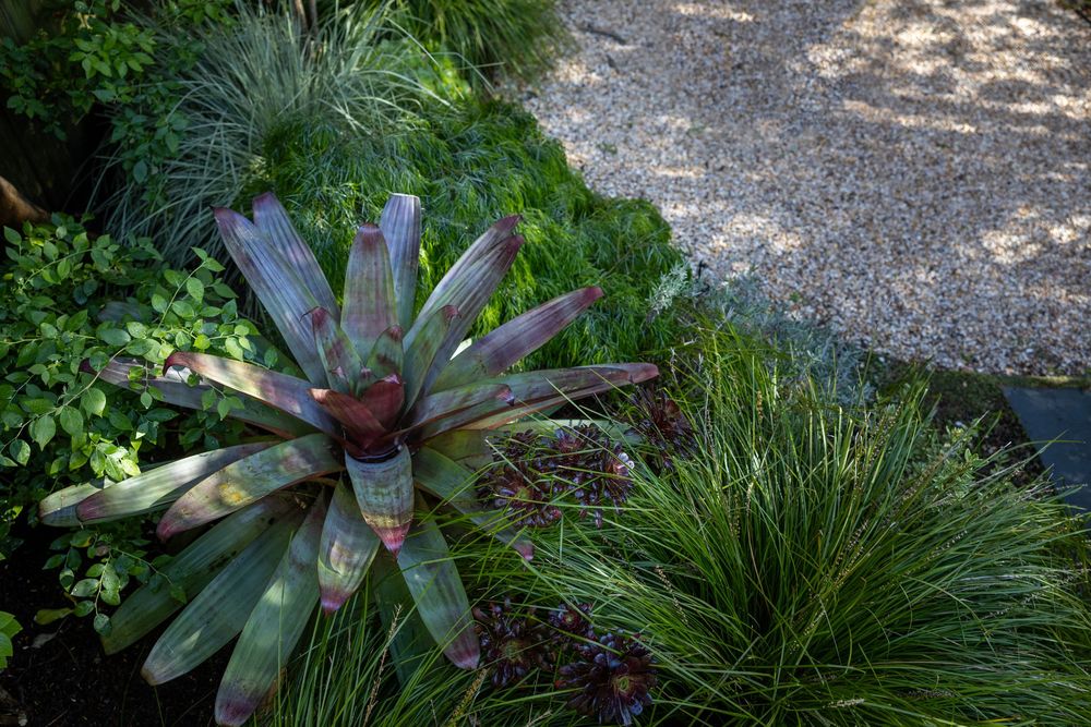 Large bromeliad plant with purple-gray leaves growing alongside ornamental grasses in a garden landscape.