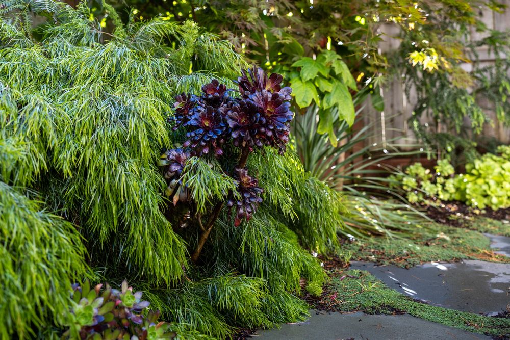 Row of ornamental grasses and perennials creating a lush garden border along a pathway.