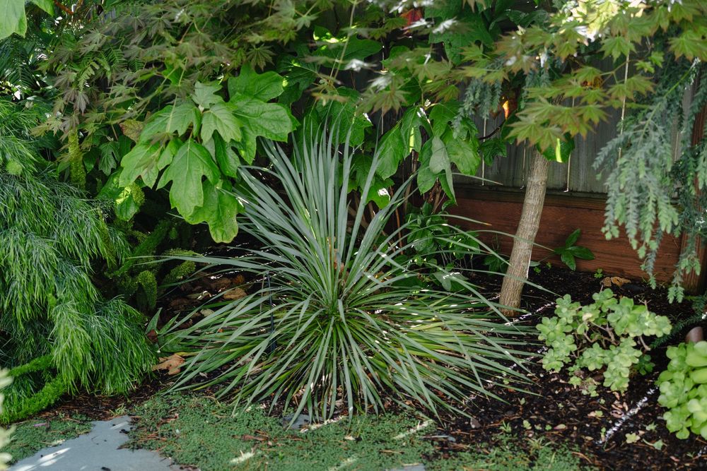 A lush garden path lined with tropical plants and ferns creates a peaceful green oasis.