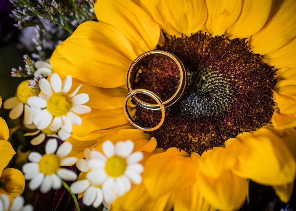 Close-up macro shot of sunflower and daisy with wedding rings.