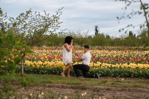 Man proposes to woman in colorful tulip field with red and yellow flowers blooming outdoors.