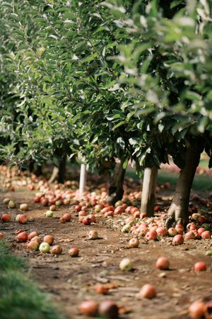 Ripe apples lay scattered beneath a row of apple trees in an orchard.