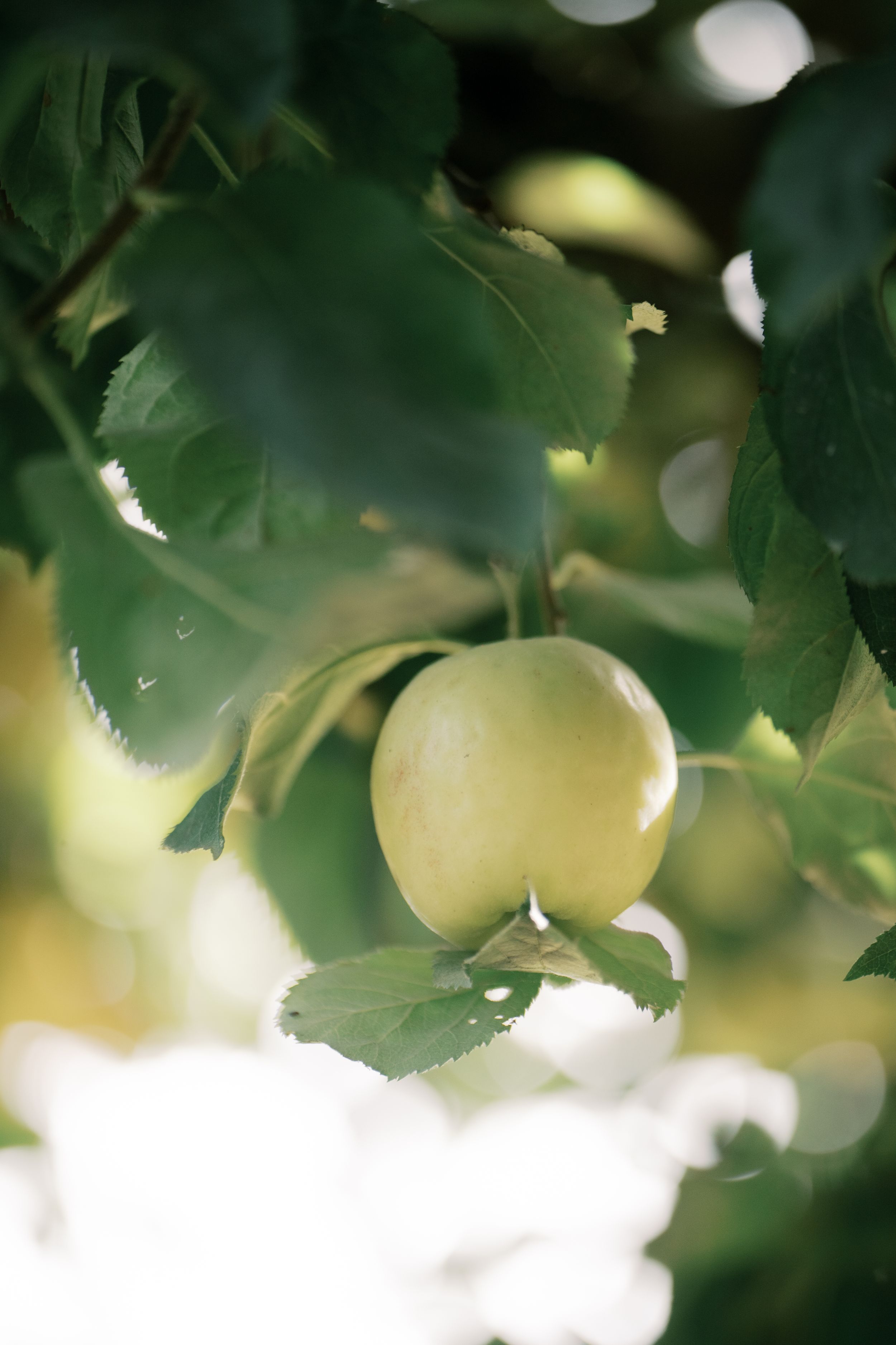 A pale yellow apple hangs from a tree branch with soft bokeh lighting filtering through the green leaves.
