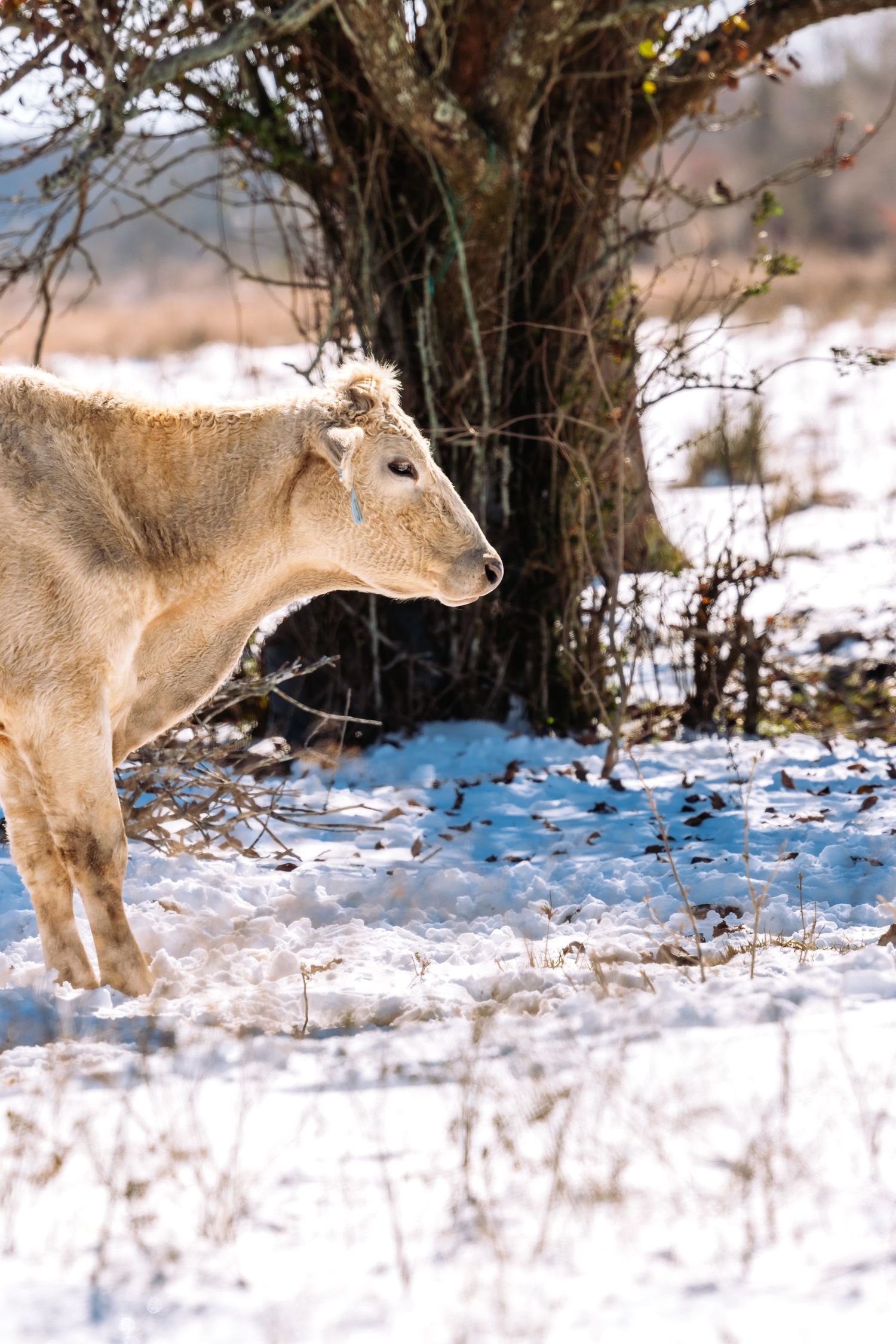 A cow prowling through snowy terrain near bare trees in winter. South Louisiana