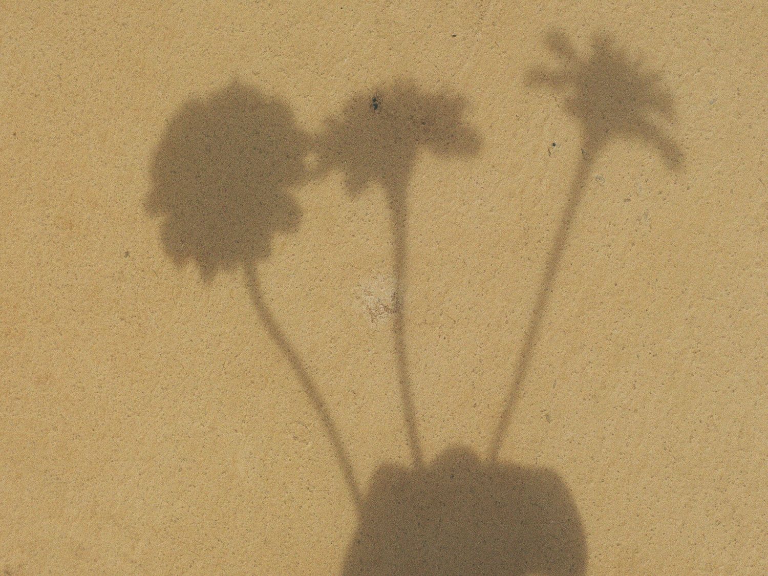 Shadows of flowers cast on a beige textured surface with a faint blue tint visible in the corner.