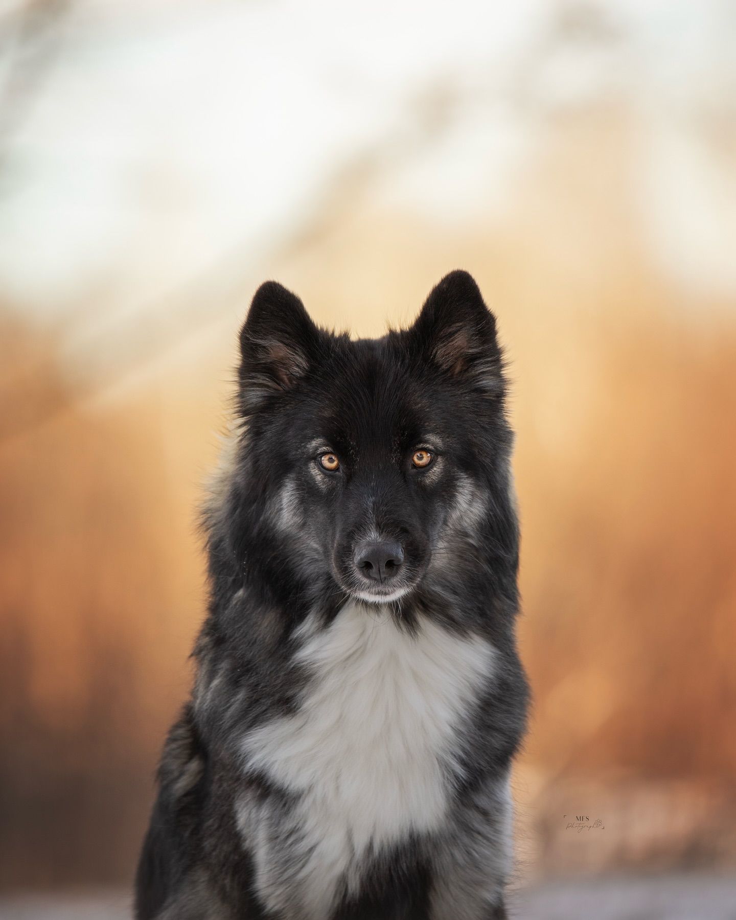 dog-portrait-photoshoot