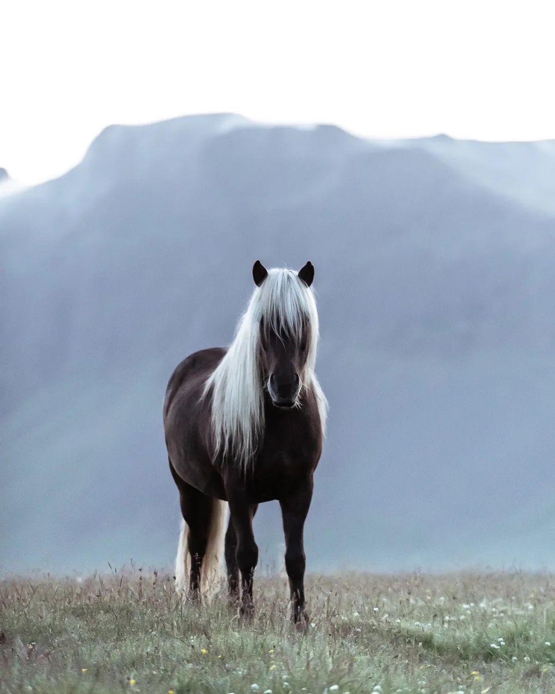 Brown and white Icelandic horse standing in a field with mountains behind.