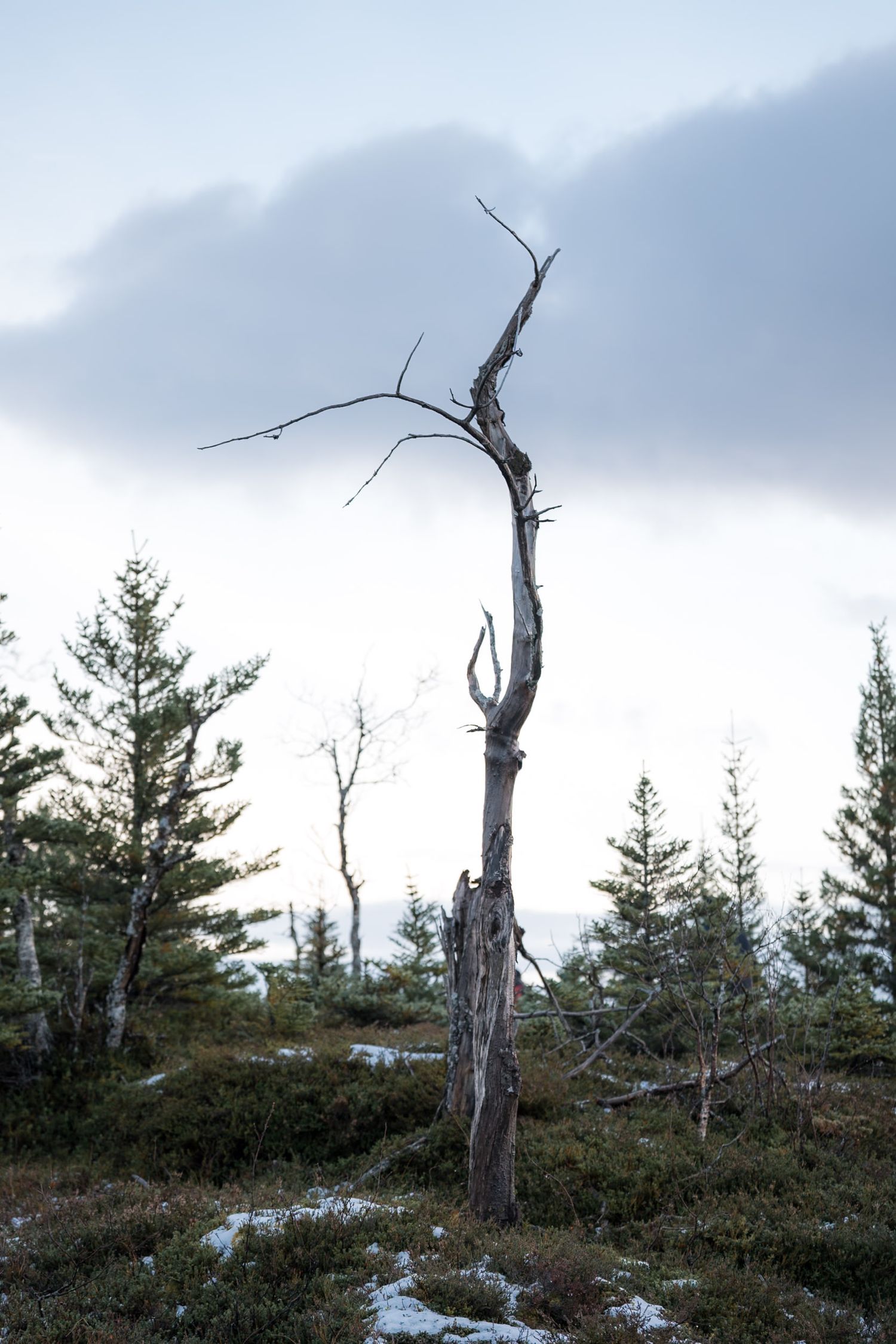 arbre mort au milieu de la toundra en norvège