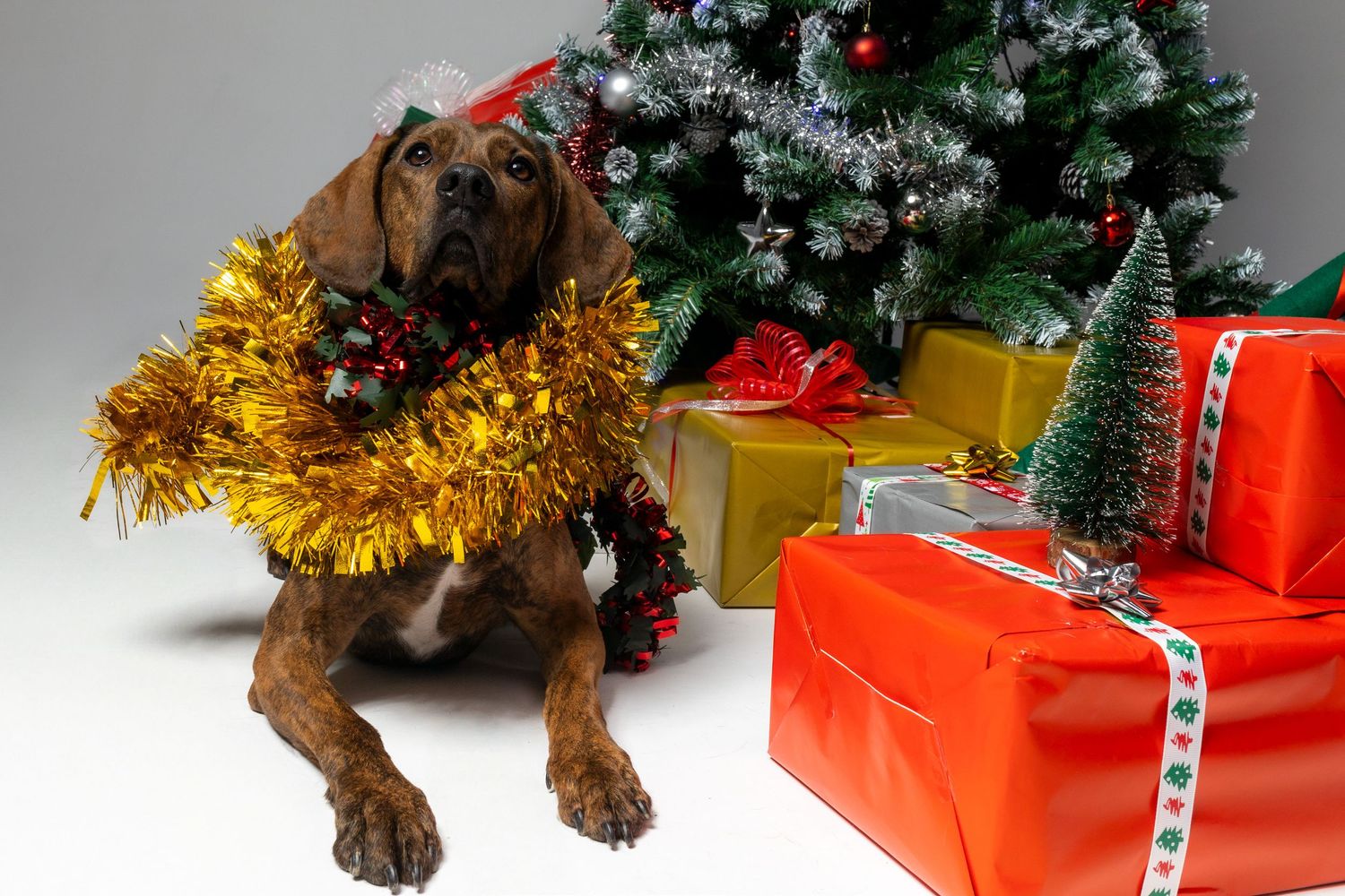 Un adorable perro marrón adornado con festivos adornos navideños se sienta junto a un árbol de Navidad decorado y regalos envueltos.