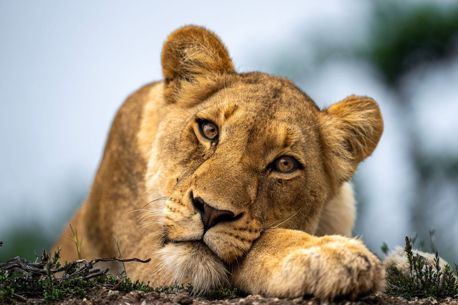 Majestic African lioness resting on grass while showing facial features in golden afternoon sunlight.