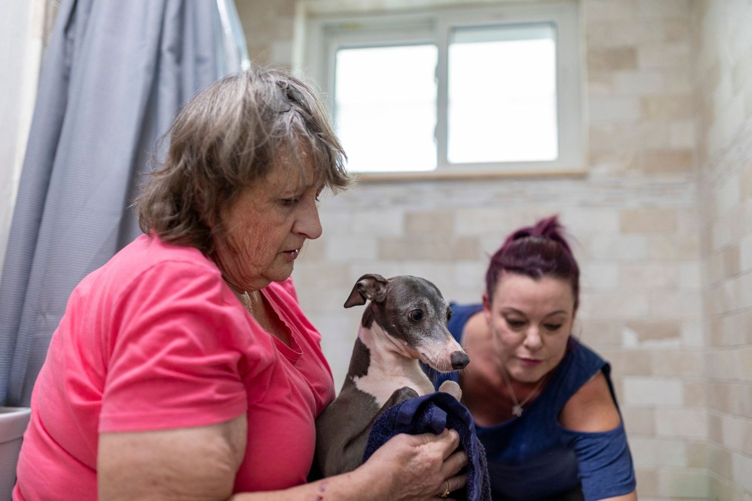 A compassionate volunteer gently bathing a terrified Italian Greyhound in a tub