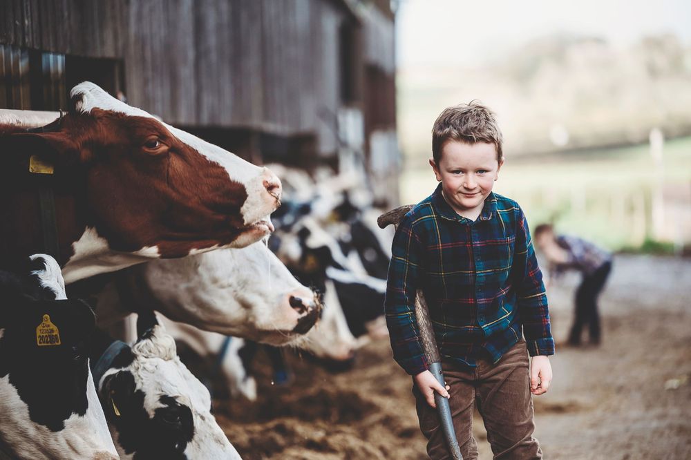 A goat playfully interacts with someone in a plaid shirt on a farm or barn setting.