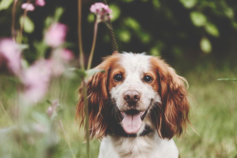 Two Brittany Spaniel dogs with brown and white fur pose together in a flower garden with pink blooms.