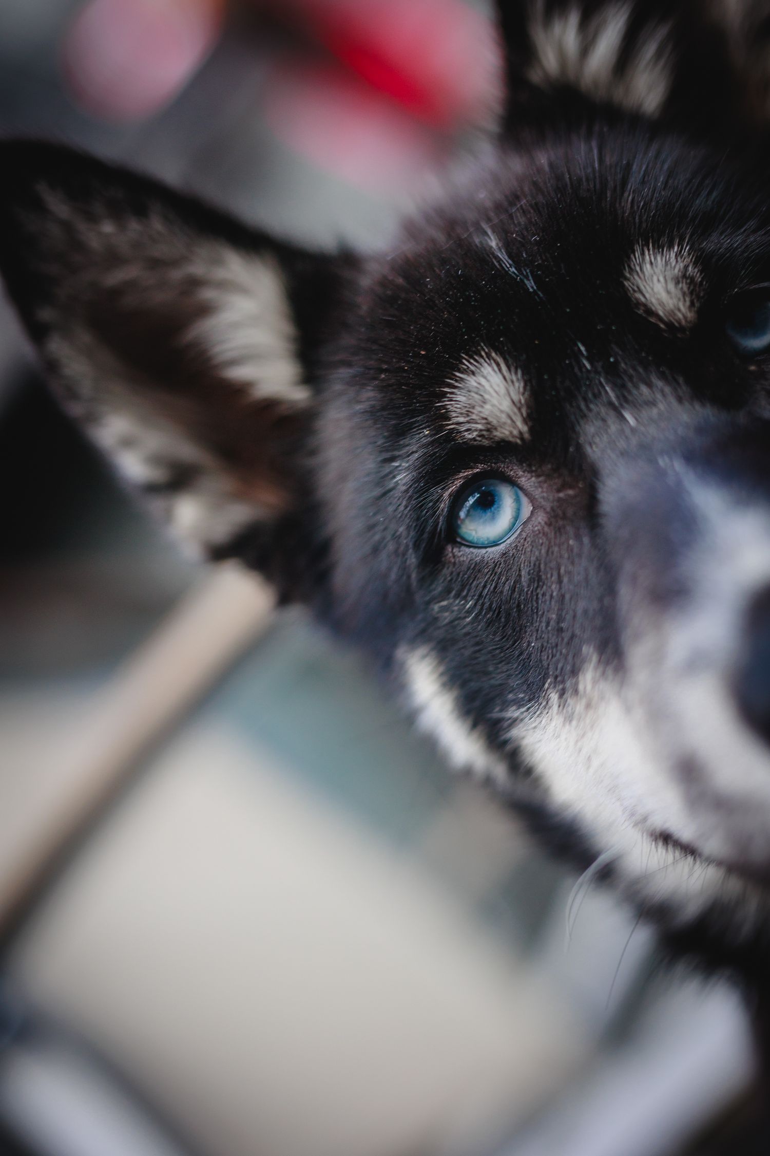 Close-up portrait of black and white husky puppy with striking blue eyes.