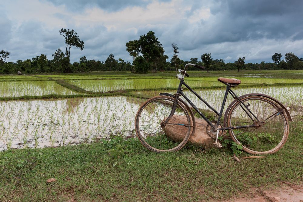 Rusty bicycles abandoned in flooded rice paddies with storm clouds gathering overhead.
