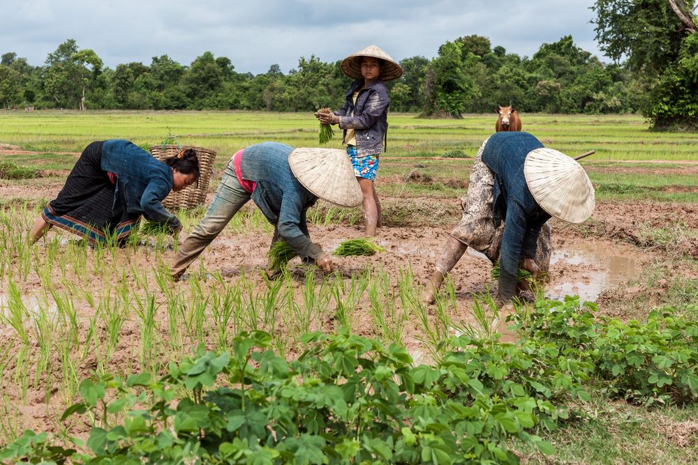 Farmers work in muddy rice fields planting young seedlings during the traditional agricultural season.