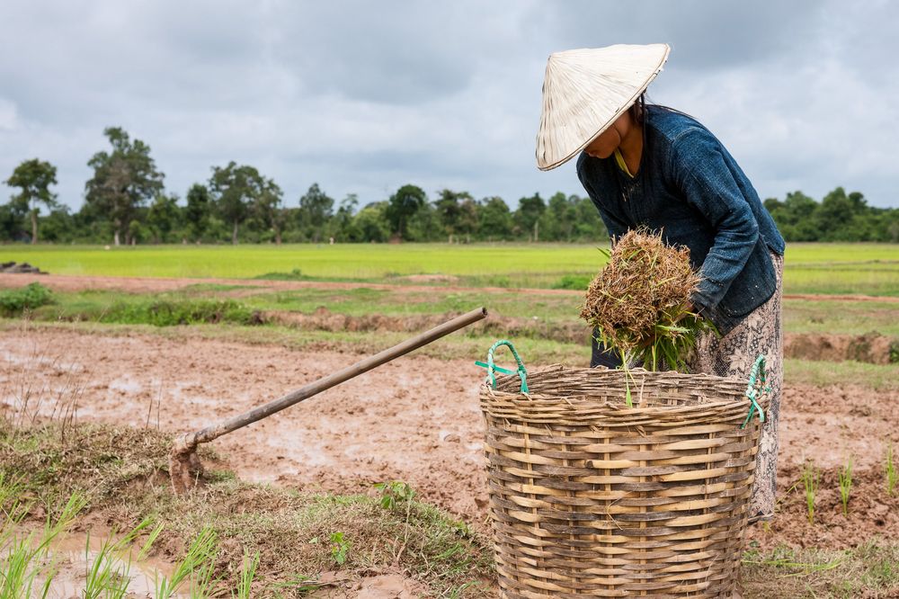 Farmers working in agricultural fields with traditional bamboo baskets and tools in rural farmland.