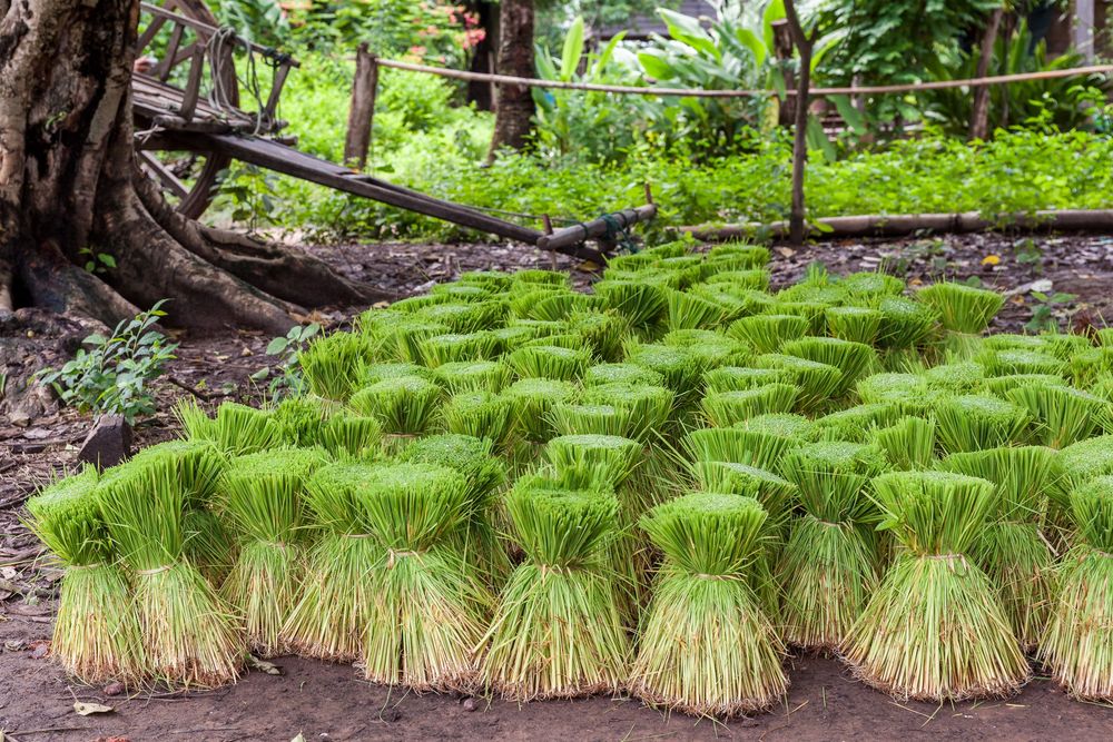 Rows of bright green rice seedlings growing in neat lines along a muddy field ready for transplanting.