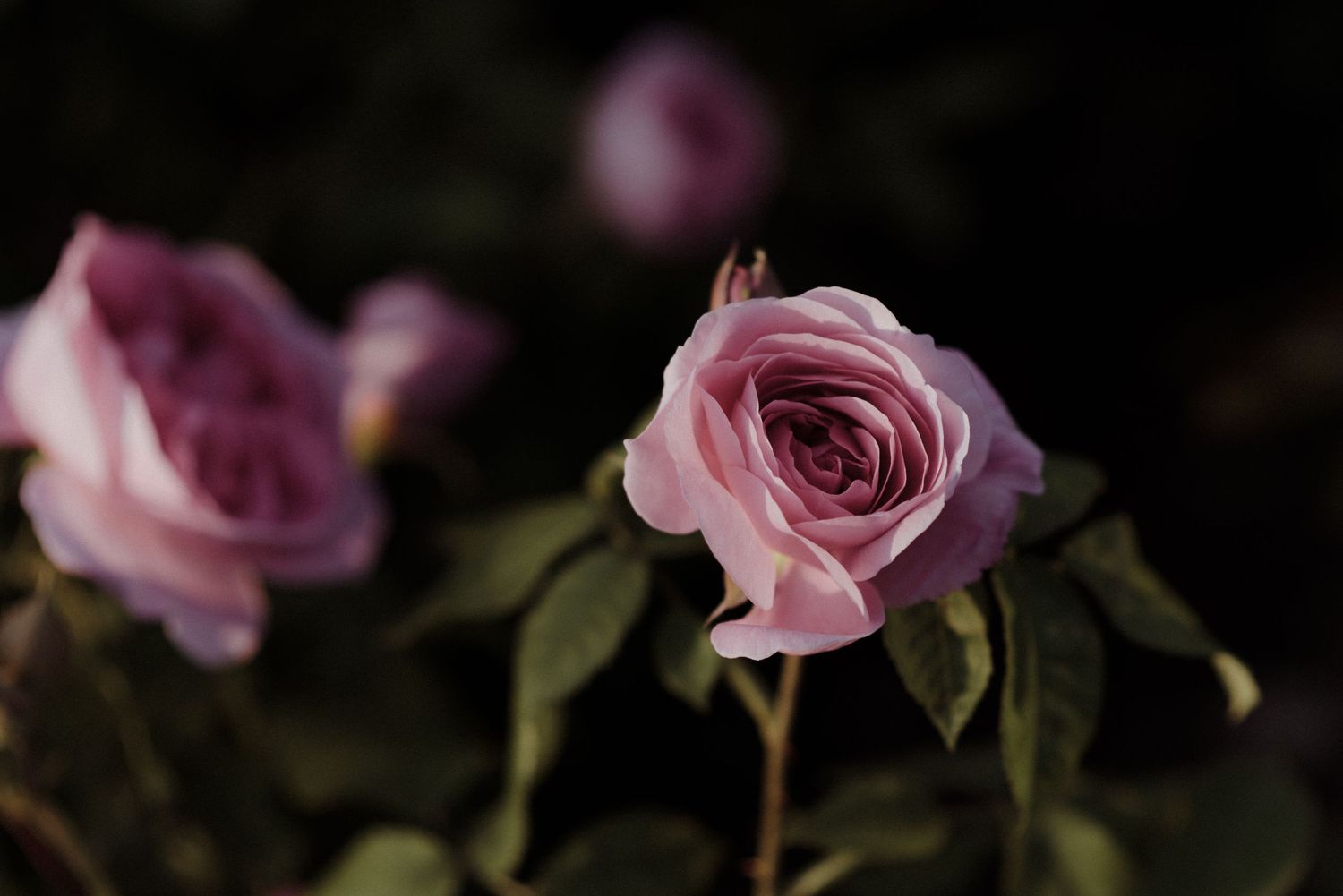 Delicate pink rose blooms with dark green foliage create a romantic floral composition against a black background.
