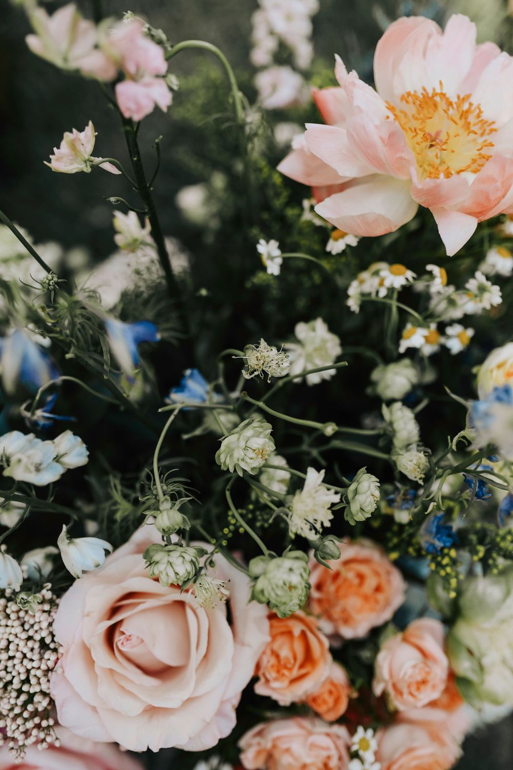 an array of summer wild flowers