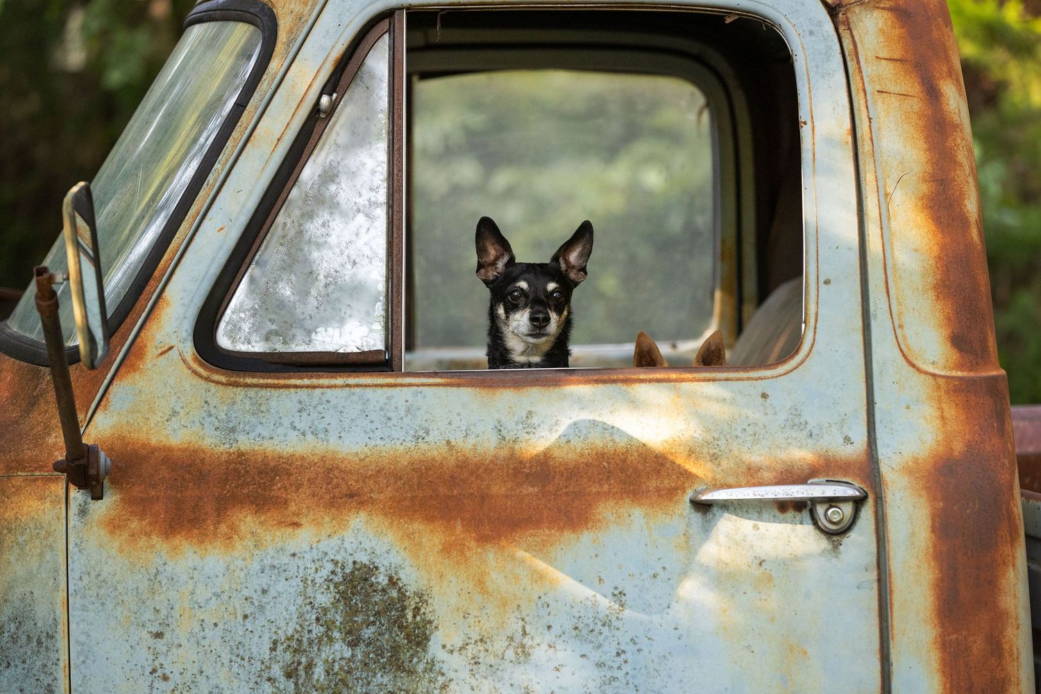 A black dog and the ears of his counterpart peers through the window of a rusty vintage truck door in warm sunlight.