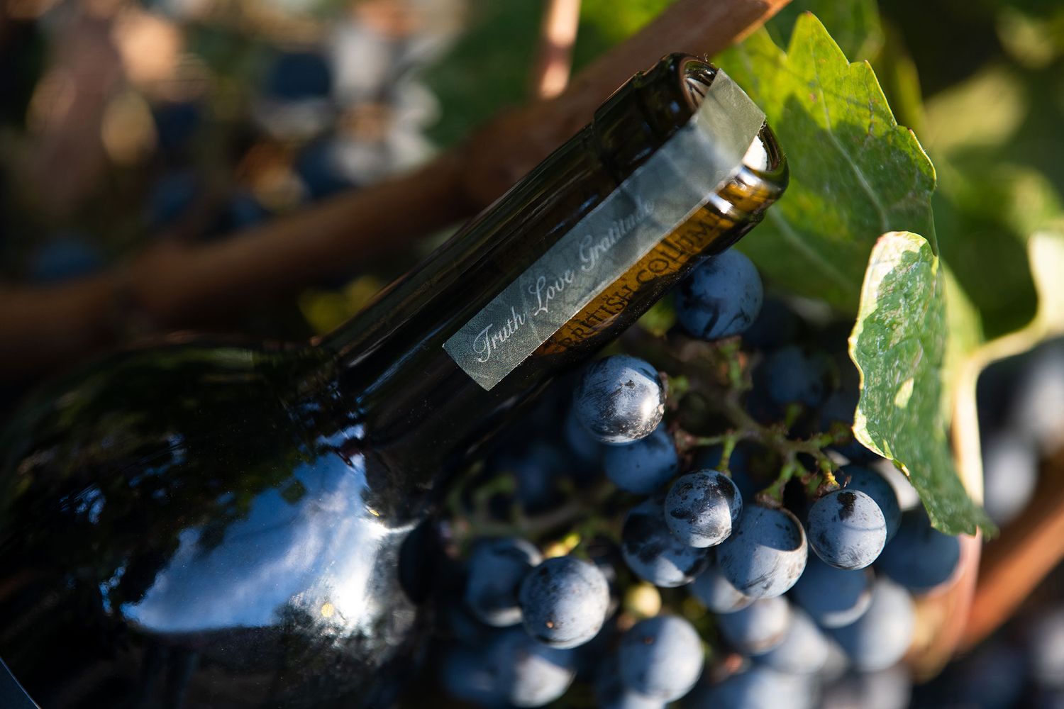 Okanagan winery and branding photography showcasing Spadefoot Toad wine in the vines.