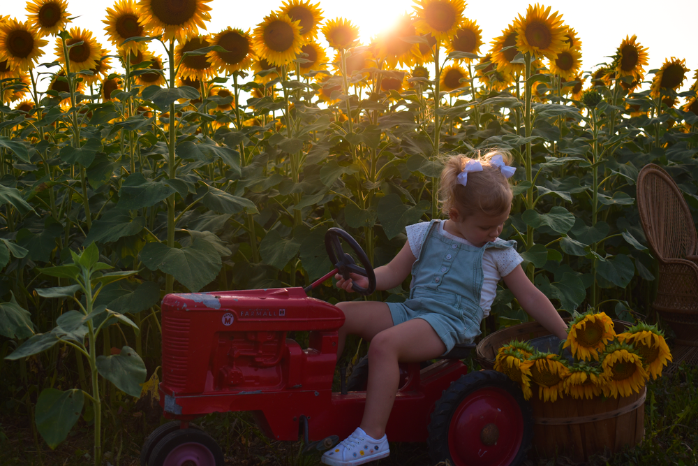 Child on vintage red tractor surrounded by towering sunflowers at sunset.