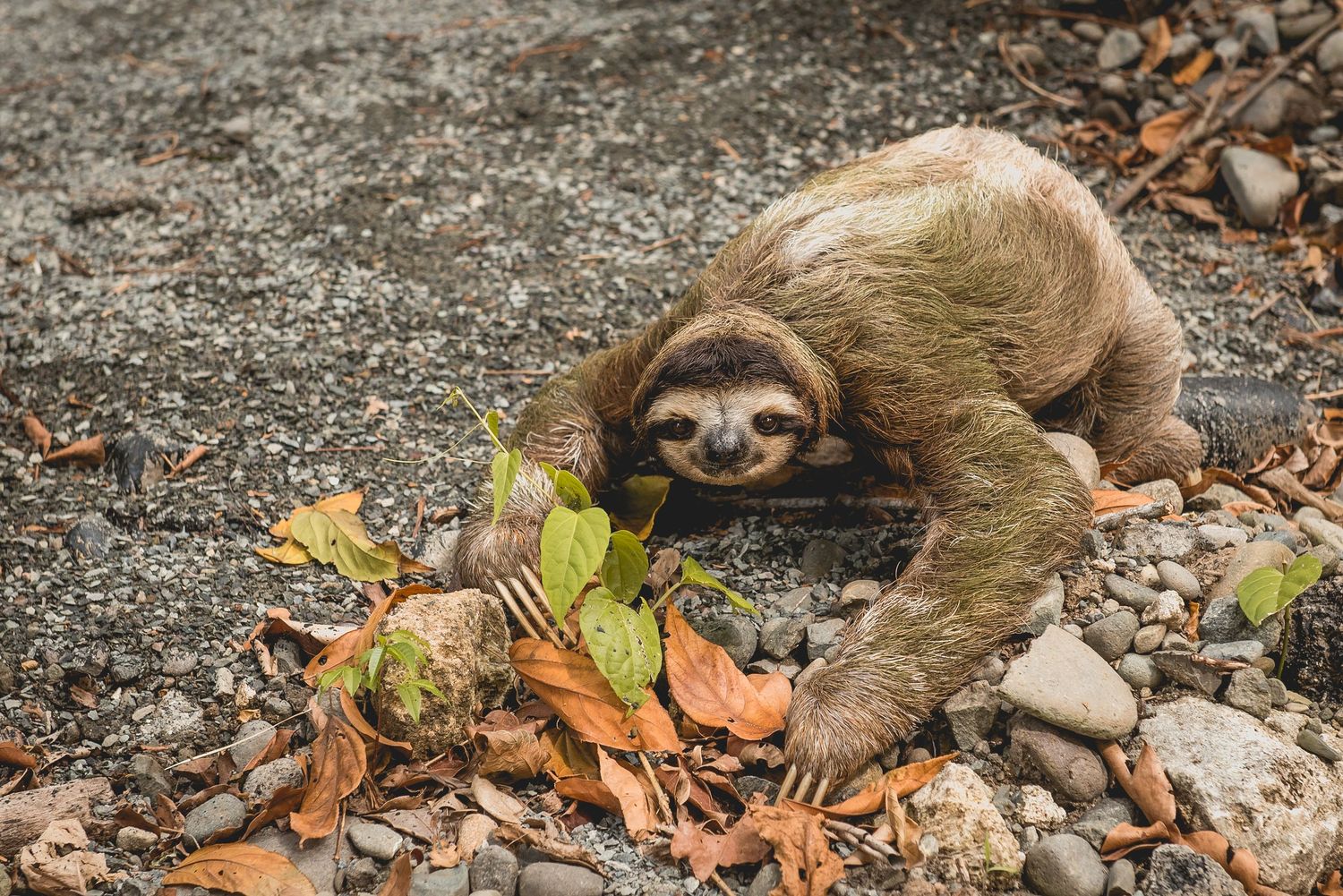 A sleepy sloth lying on the ground among fallen autumn leaves and foliage.