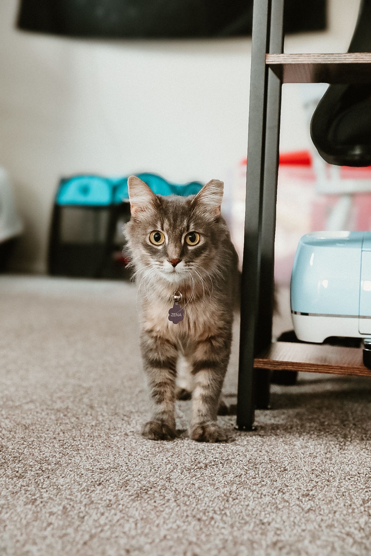 A fluffy grey tabby cat with bright eyes stands on carpet near furniture.