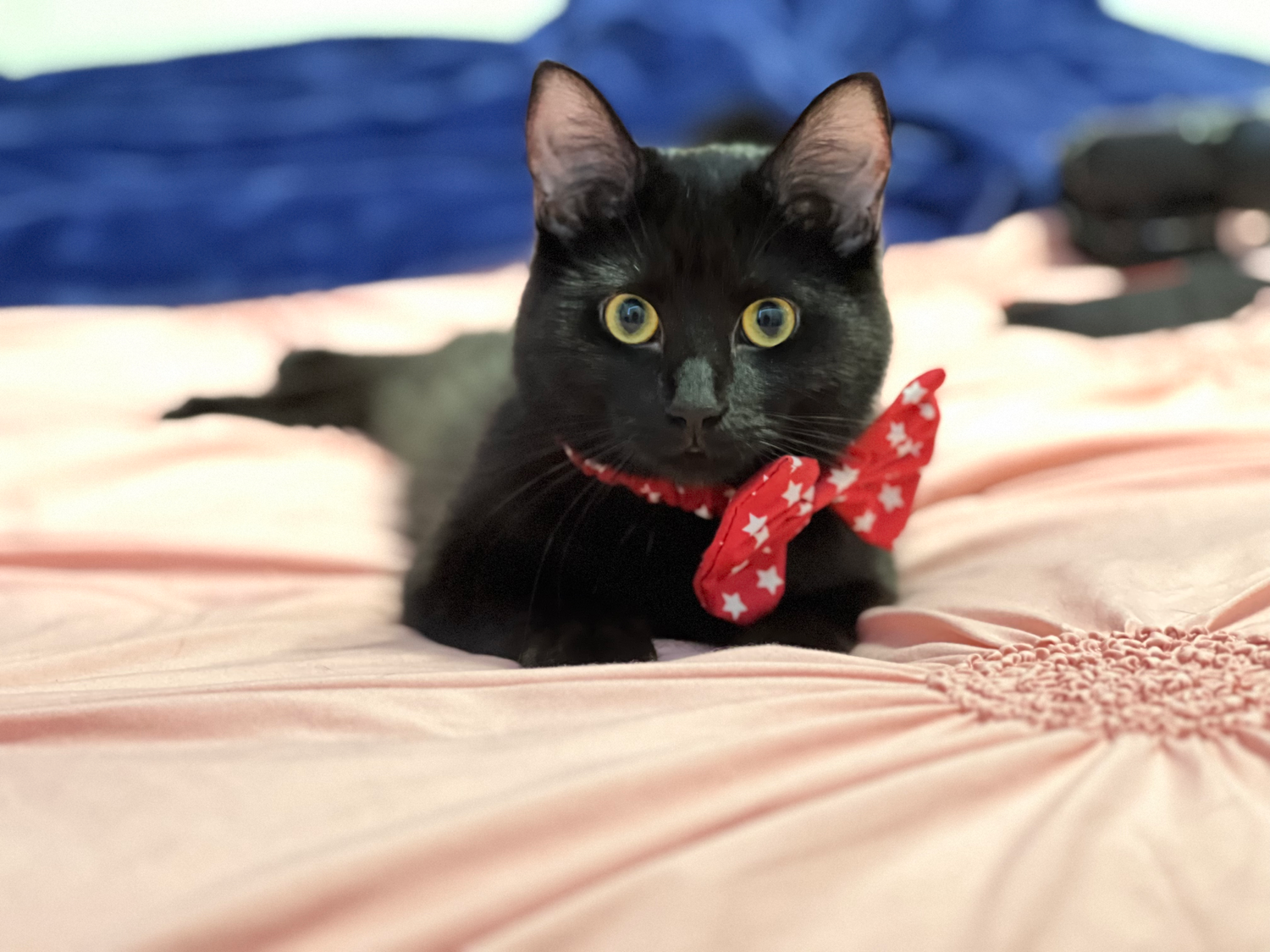 A black cat wearing a red polka dot bowtie lies on pink bedding.