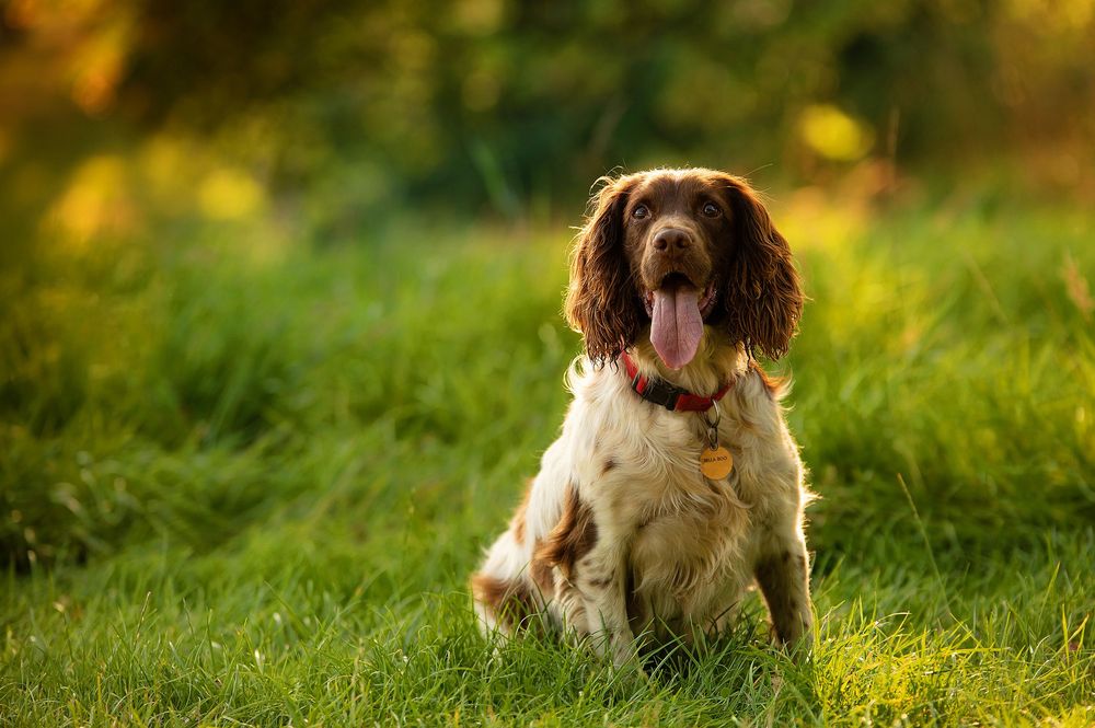 Brown and white English Springer Spaniel dog lying in green grass during golden hour sunlight.