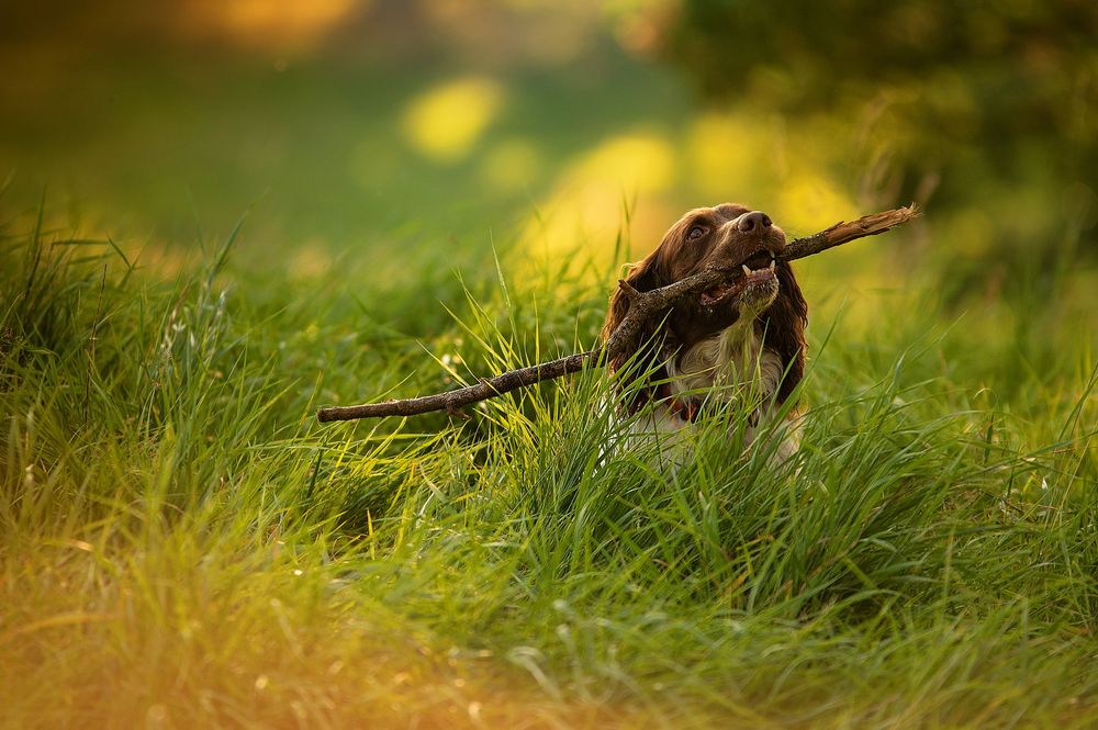 A brown dachshund dog runs through green grass with a stick in its mouth during golden hour lighting.