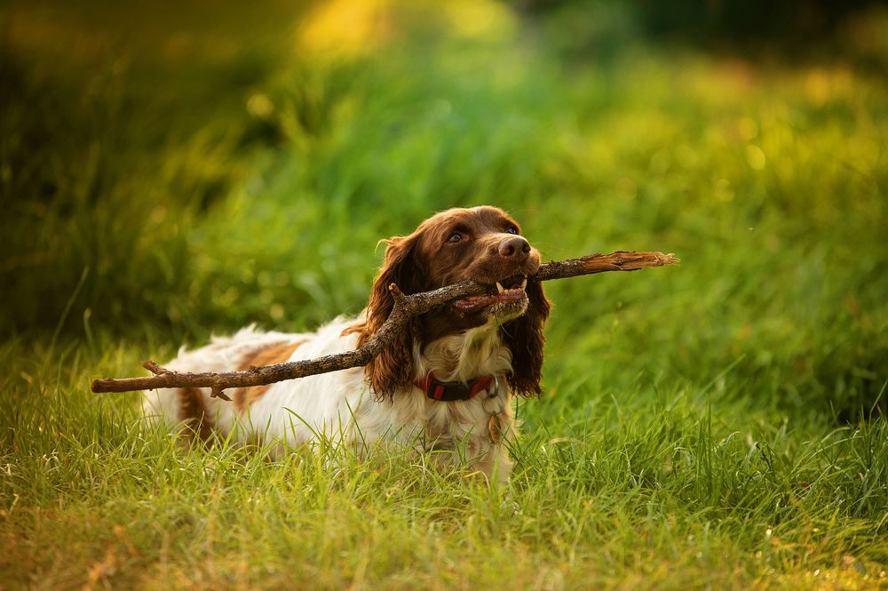 A brown and white English Springer Spaniel dog lies in the grass with a stick in its mouth on a sunny day.