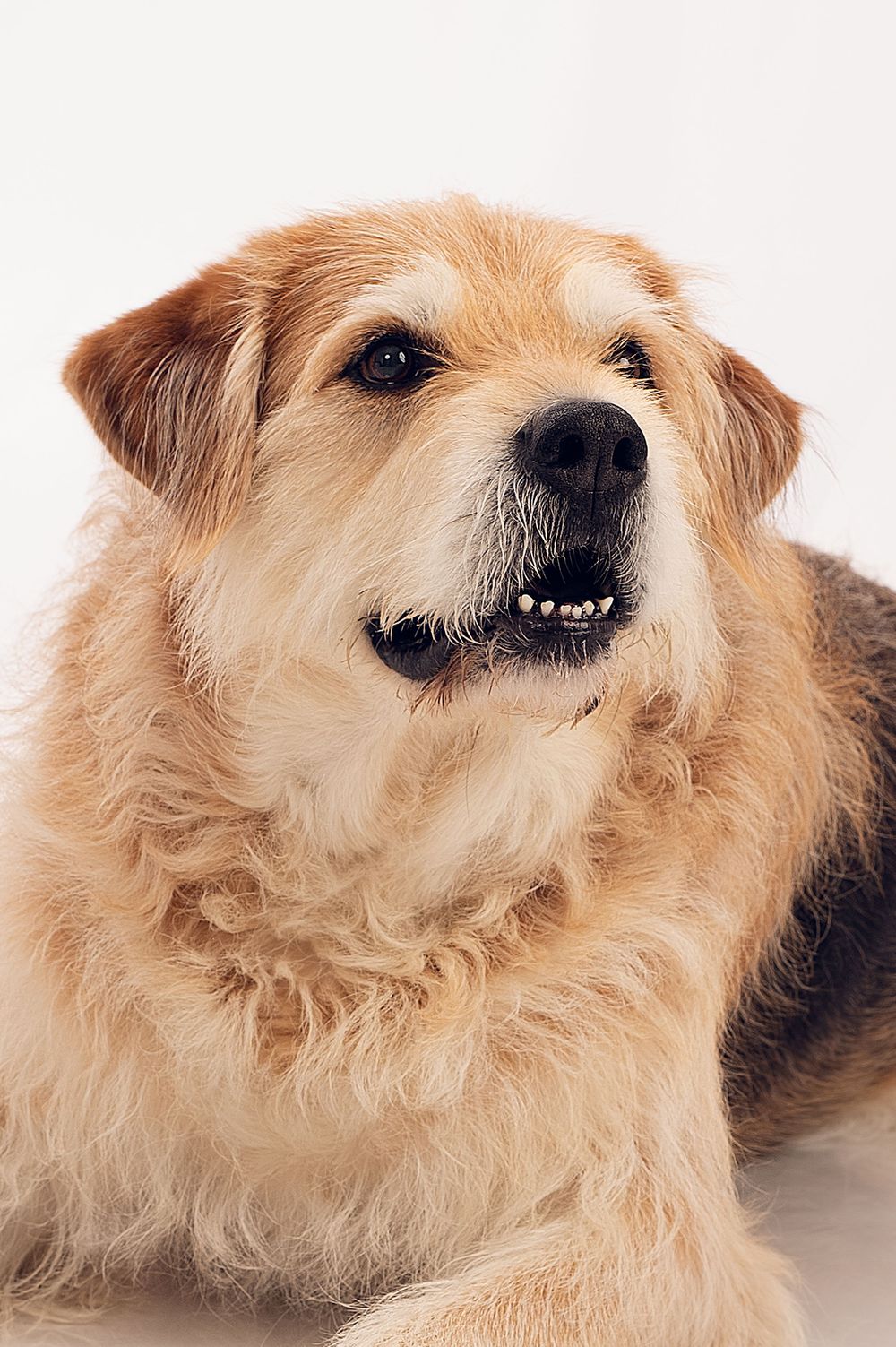 Sequence of five photos showing a cream-colored terrier dog making increasingly aggressive snarling facial expressions.
