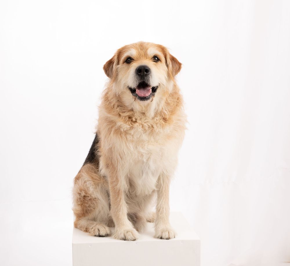 Three adorable golden retriever puppies sitting on a white background, showing their happy and playful expressions.