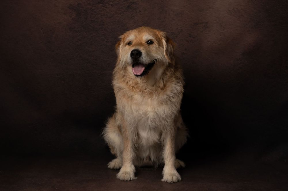 Golden retriever dog shown in seven different poses against a dark background, displaying playful and happy expressions.